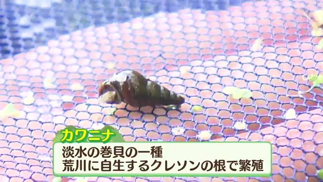 ホタルの幼虫のエサになるカワニナ