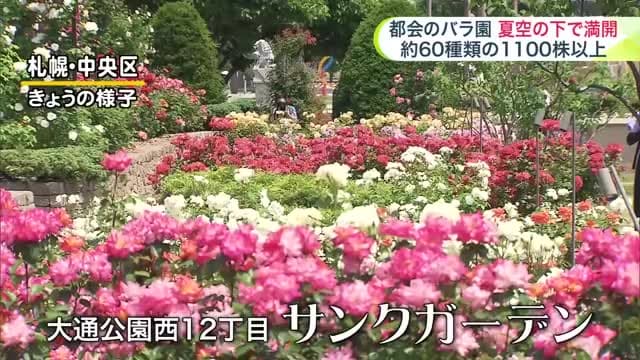 【北海道の天気 19日(木)】道内は4日連続の真夏日予報…あすも内陸部で30℃以上！北海道らしくない暑さが長引く