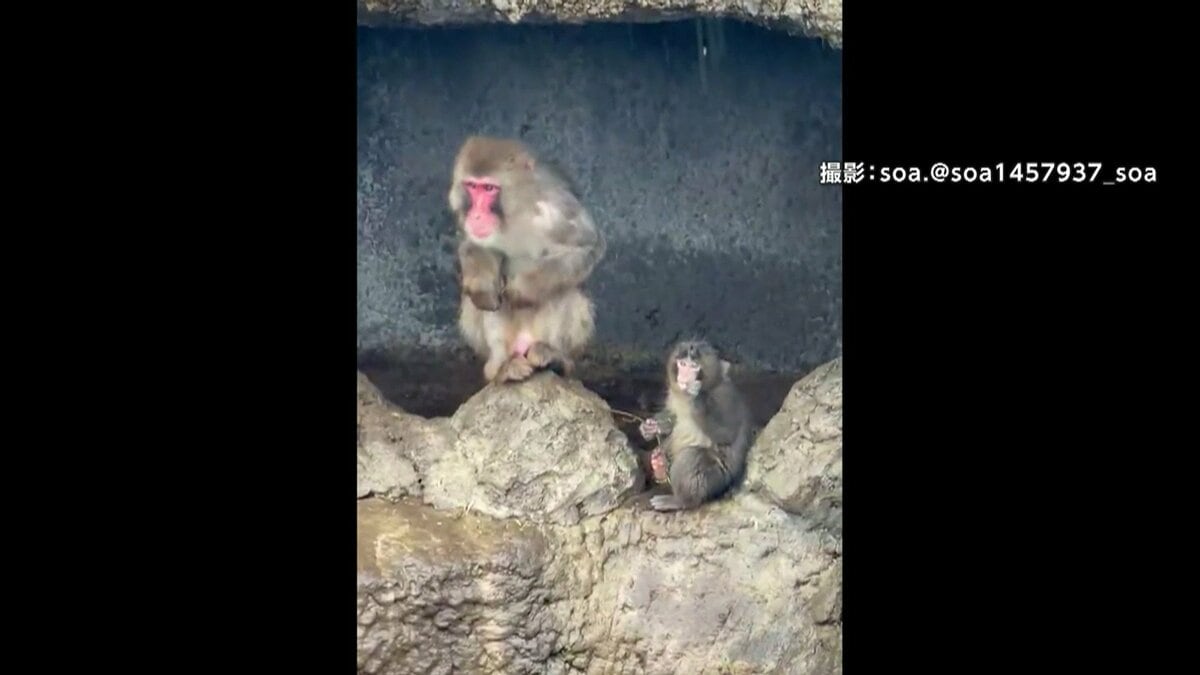 各地で今年初めての激しい雨…パンチくんも雨宿り 静岡・富士市の茶畑