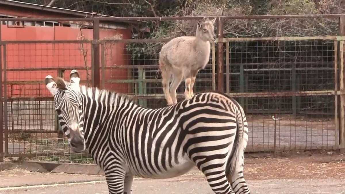 一躍大人気 シマウマの背中に ヤギ が乗る その理由は