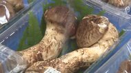 秋の味覚マツタケが店頭に並ぶ　シーズン終盤で大きめサイズが増加　岩手町の道の駅