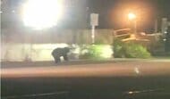 塩釜市でまたクマ　無人島に上陸か　最後に目撃された場所の対岸で「泳いでいるクマが島に上陸した」と通報