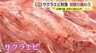 サクラエビ秋漁…初競り賑わう　初日の水揚げ量は前年と変わらず今後に期待する声も