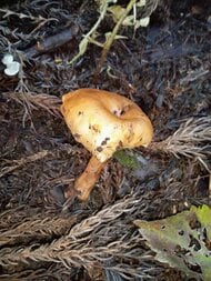 “ドクササコ”を食べた家族4人が手足の指の痛み訴え…新潟県で今年初“毒キノコ”の食中毒発生　県「注意報」発令