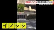 市街地を徘徊するイノシシ  目の前にはスーパーも…【佐賀県】