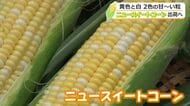 「糖度はメロン以上」黄色と白“バイカラー”のニュースイートコーン29日から出荷　出来は良好も生産コスト上昇で農家は苦慮