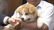 プーチン大統領に県が贈った秋田犬「ゆめ」死ぬ　「もう少し生きてほしかった」関係者が思いはせる　秋田