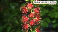 真っ赤なベニサガリバナが名護市で見ごろ　夏の夜を彩る