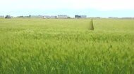 午前中から5月並みの陽気に　坂井平野では青麦が風に揺られ日差しに輝く　最高気温は福井で25度予想