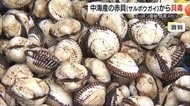 出荷直前に悲報…サルボウガイから下痢性貝毒検出で養殖業者に打撃　年明けの“初出荷”めざす（島根）