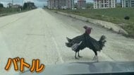 トルコで路上ハプニング　エンジンかけた車が突然爆発・炎上、大混乱に　2匹の七面鳥が路上バトル…飼い主登場で強制終了
