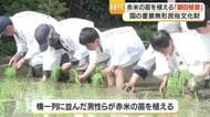御田植祭・南種子町で赤米の苗を手植え　重要無形民俗文化財、子どもたちが歌で継承