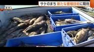 3万匹から1400匹に…漁獲量激減の“サケのまち”　文化存続へ児童が新たな養殖技術学ぶ「サケが戻ってこられるよう工夫したい」新潟・村上市