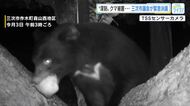 深刻　クマ連日出没　１軒の農園だけでナシ５０００個以上被害か…対策強化求め緊急決議　広島・三次市議会