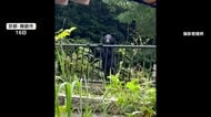 外国人男性がクマに襲われケガ　食用カモやニワトリ、ペットのヤギも被害に　“夏クマ”全国各地で出没相次ぐ