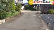 勝山市で連日クマの痕跡　7日も市内4カ所でフンや足跡　「早めのカキの実の収穫」呼びかけ市役所に収集車を配置　福井