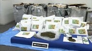 違法植物片「カート」を販売目的で密輸し所持…ソマリア国籍の男を逮捕・起訴　関係先などから約250kgを押収