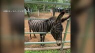 “新種のシマウマ”実は毛を染めたロバ？中国・山東省の遊園地の動画が「有害では？」と論争に　激化する集客競争が背景か
