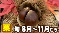 モンブランも栗きんとんも…秋の味覚「栗」食べている黄色い部分は“種”　では果肉は一体どこ？