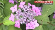 牧野植物園の色づくアジサイ 屋内施設も再開 【高知】