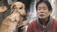 “紀州のドン・ファン”の不審死 … “亡くなる18日前の愛犬の死”の謎に迫る