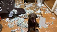 “はじめてのお留守番”でドヤ顔の犬と惨状の部屋…どう躾けたらいい?専門家に聞いた
