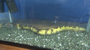 まるで「熟したバナナ」のようなウナギ発見…食べたエビの色素が関係?子供は興奮「おいしそう」
