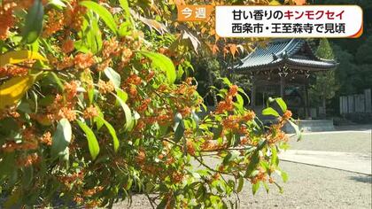 秋祭りの頃にキンモクセイの香り　西条市の「かおり風景百選」王至森寺で見頃　観光客いやす【愛媛】