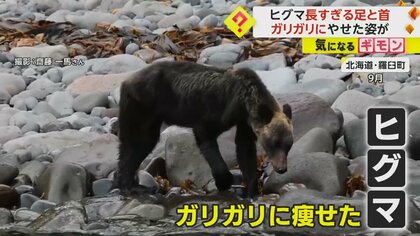 「あんなに痩せたのは初めて…」知床でガリガリのヒグマ目撃…餌不足で　石狩市ではOSO18並みの巨大クマの姿も　北海道