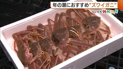 鍋や刺身に重宝！年の瀬におすすめ“ズワイガニ” おいしいカニを見分けるポイントは寄生虫！？
