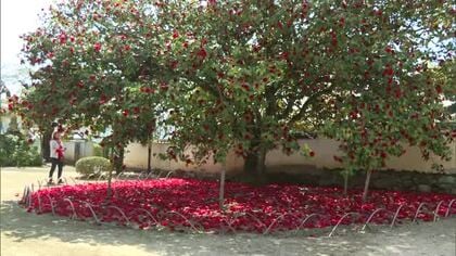 真紅のじゅうたんを敷きつめたよう　樹齢３５０年以上のツバキの花が見頃迎える【岡山・矢掛町】