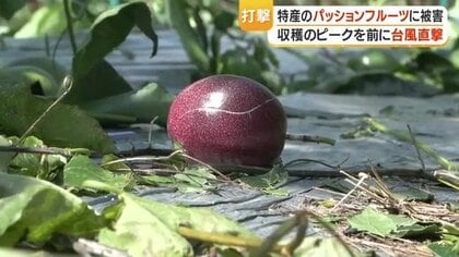 【台風6号被害】奄美大島のパッションフルーツ、100キロ落下し廃棄 　出荷できる果実も不透明「どうなるかわからない」