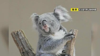 動物園スタッフが撮影した「決定的瞬間」ウインクするコアラや直立不動で寝るゴマフアザラシの画像がバズる