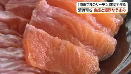 清流が育む食感と濃厚なうまみ「勝山やまのサーモン」出荷始まる　養殖3年目を迎えたブランド魚　17日から店頭に　10月頃までに1200匹出荷