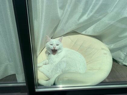 「2時間前から動いてないやんけぇ」飼い主が外出してからもずっと“窓際”にいた猫がさすが！出迎えてきたのかその後を聞いた