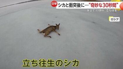 突然飛び出したシカとの“奇妙な30秒”　ロシアではポツンと“大の字”…氷上で立てなくなったシカ“続出”で救助活動
