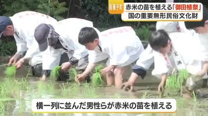 御田植祭・南種子町で赤米の苗を手植え　重要無形民俗文化財、子どもたちが歌で継承