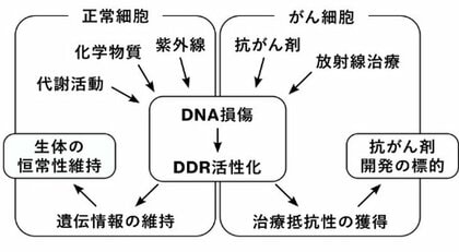 DNA損傷応答の段階的制御機構を解明 ― シグナルの活性化から不活性化までをつなぐ構造転換を発見 ―