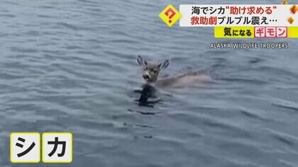 “シカ”2頭が海で助け求める　ボートに引き上げ救助も…ブルブルと震え　陸に上がり森の中へ　米・アラスカ州
