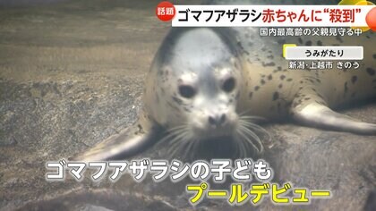 「人形みたい」国内最高齢41歳パパから誕生したゴマフアザラシ赤ちゃん　パパが見守る中で無事にプールデビュー　名前は公募検討　新潟・上越市