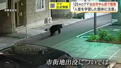 週末の仙台市中心部に現れたクマ　専門家は「人里の食べ物を学習した個体が行動範囲広げている」と注意喚起