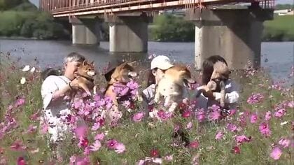 20万本のコスモス　大分市大在地区でイベント　11月上旬まで見ごろ