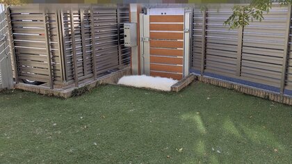 「溶け残った雪みたいに」真っ白な大型犬の“残雪ごっこ”に飼い主がヒヤッ…遊びたい同居犬との攻防も？普段の様子を聞いた