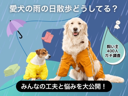 【飼い主400人に調査】梅雨の犬の散歩事情、“小雨だけ行く”派が最多に。困りごとの1位はやっぱりアレ!