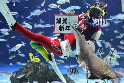 干支の「辰」にちなみ“タツノオトシゴ”を水族館で展示…一番「竜