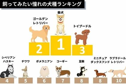 ゴールデン トイプー 飼ってみたい憧れの犬種ランキング1位は だった 飼えない理由もリアルに紹介 犬好き1000人アンケート