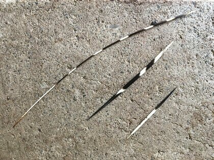 長く細いのが背中の方の軟らかめの毛。太く短いのが尾周辺の刺さる毛（提供：東武動物公園）