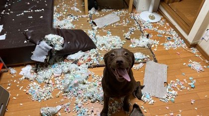 はじめてのお留守番 でドヤ顔の犬と惨状の部屋 どう躾け