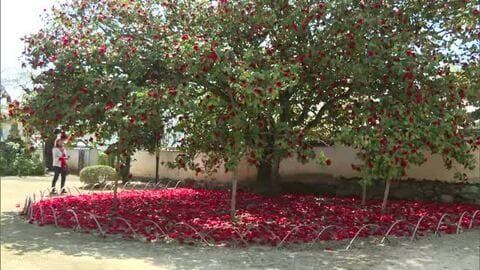 真紅のじゅうたんを敷きつめたよう　樹齢３５０年以上のツバキの花が見頃迎える【岡山・矢掛町】