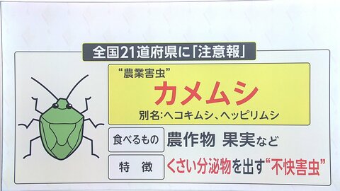 カメムシが大量発生 なぜ? 対策は? 21道府県で注意報